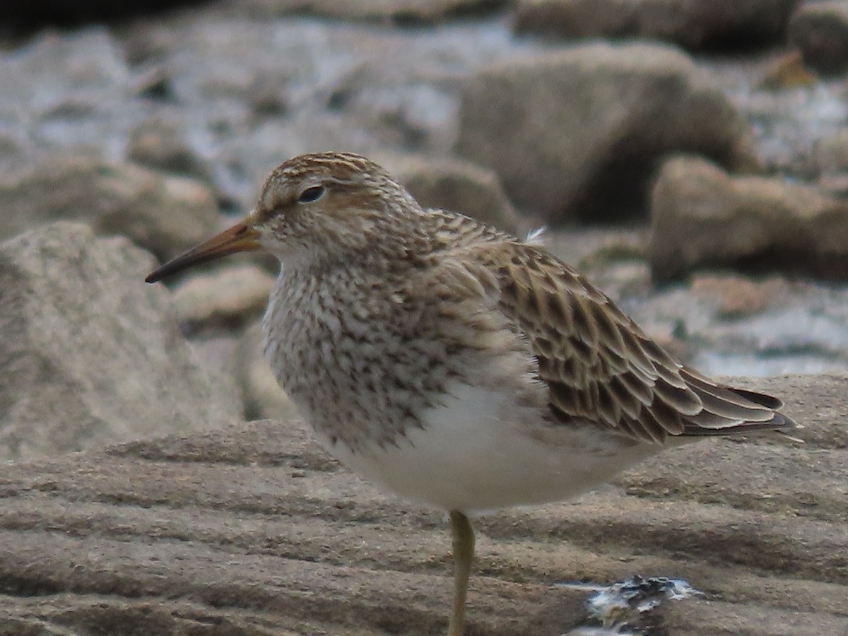 Graubrust-Strandläufer - ML617269623