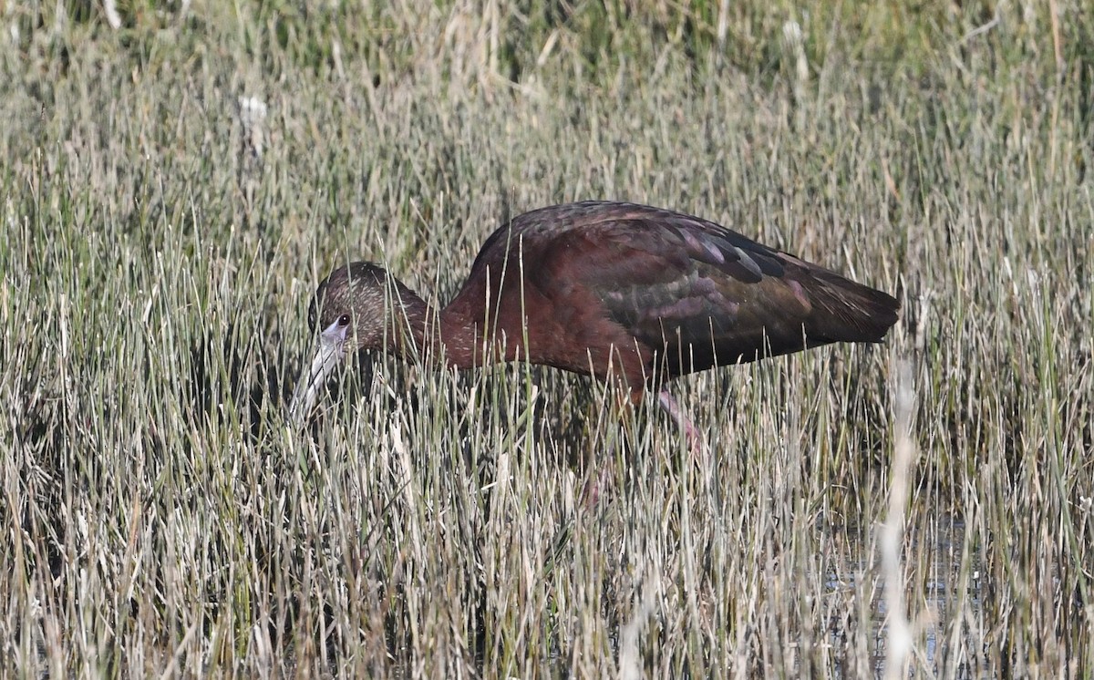 Glossy x White-faced Ibis (hybrid) - Nancy Hetrick