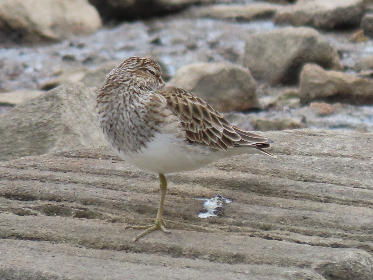 Pectoral Sandpiper - ML617269647