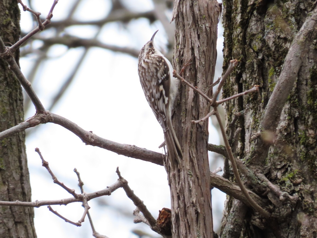 Brown Creeper - Tania Mohacsi