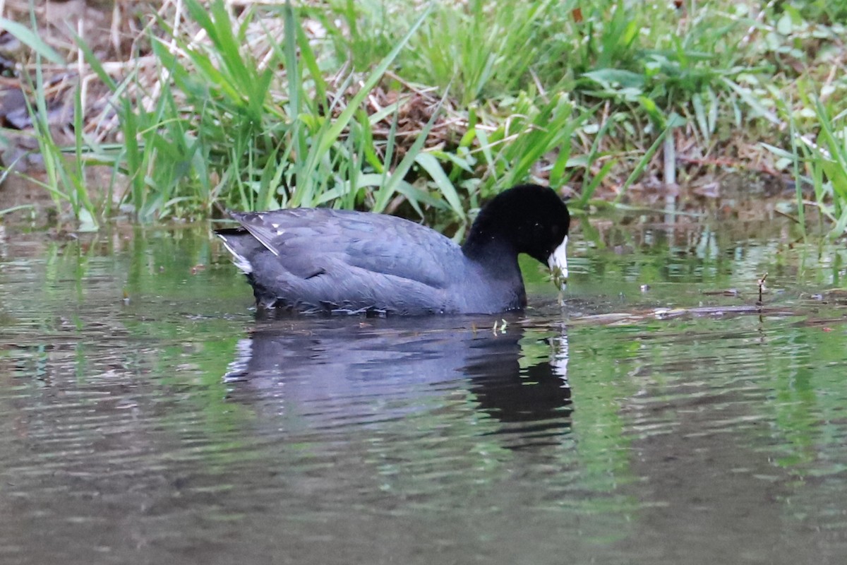 American Coot - ML617269687