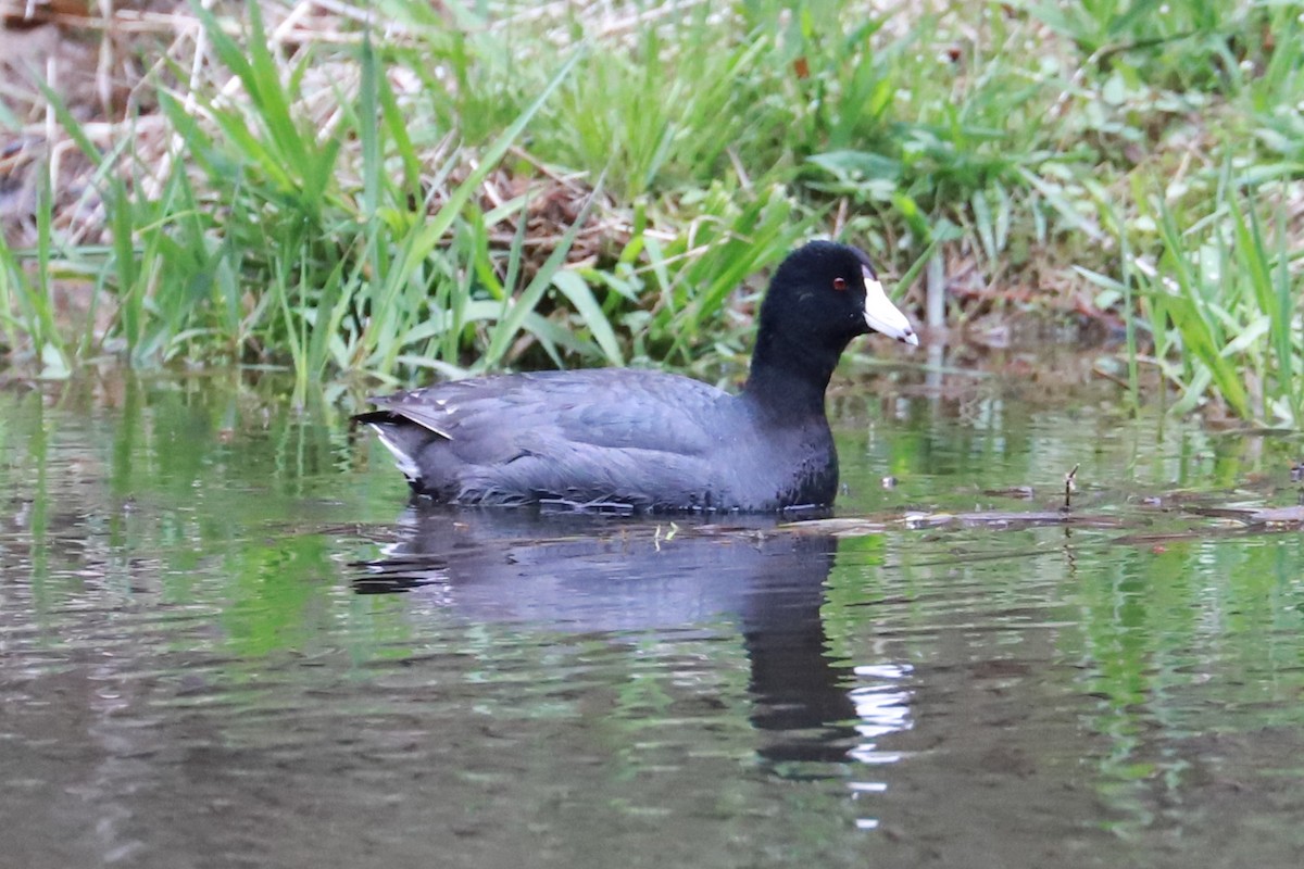 American Coot - ML617269688