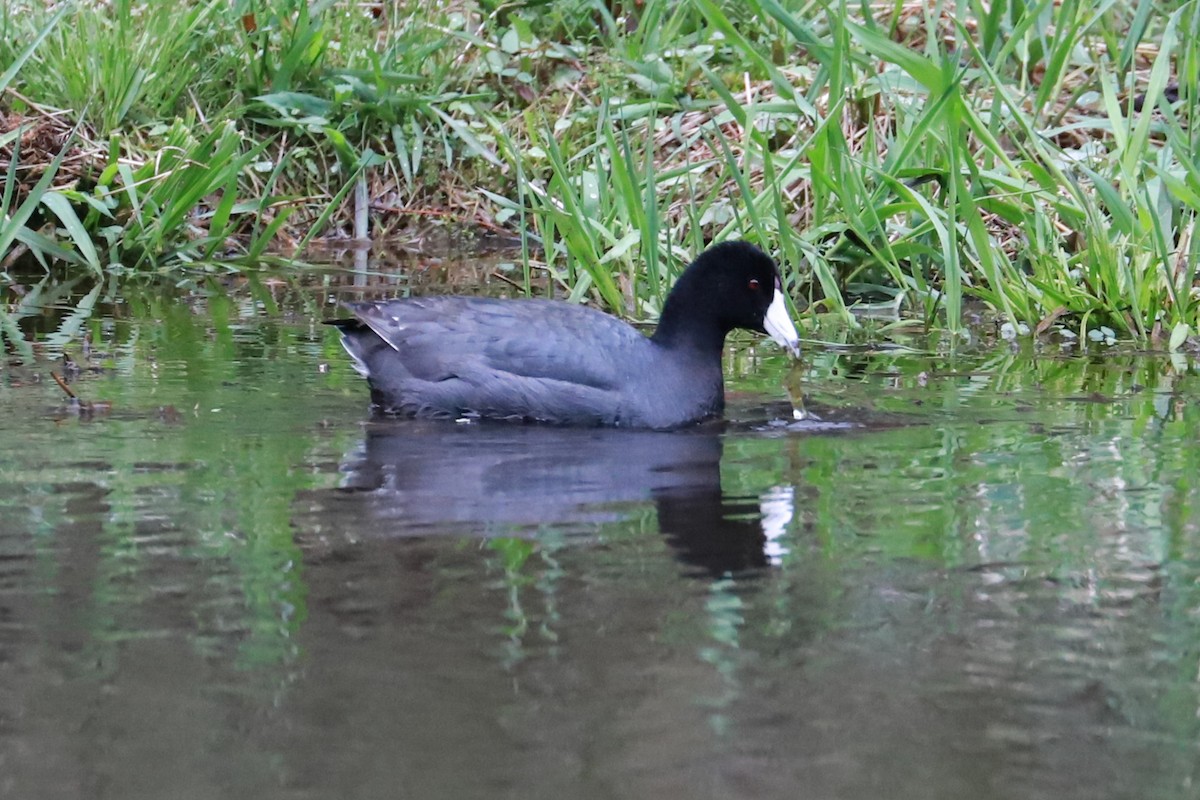 American Coot - ML617269689