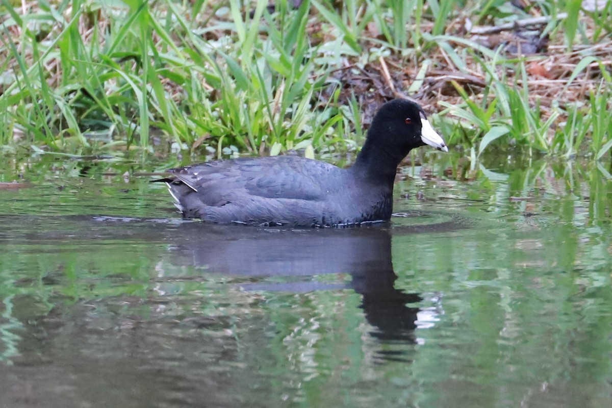 American Coot - ML617269691