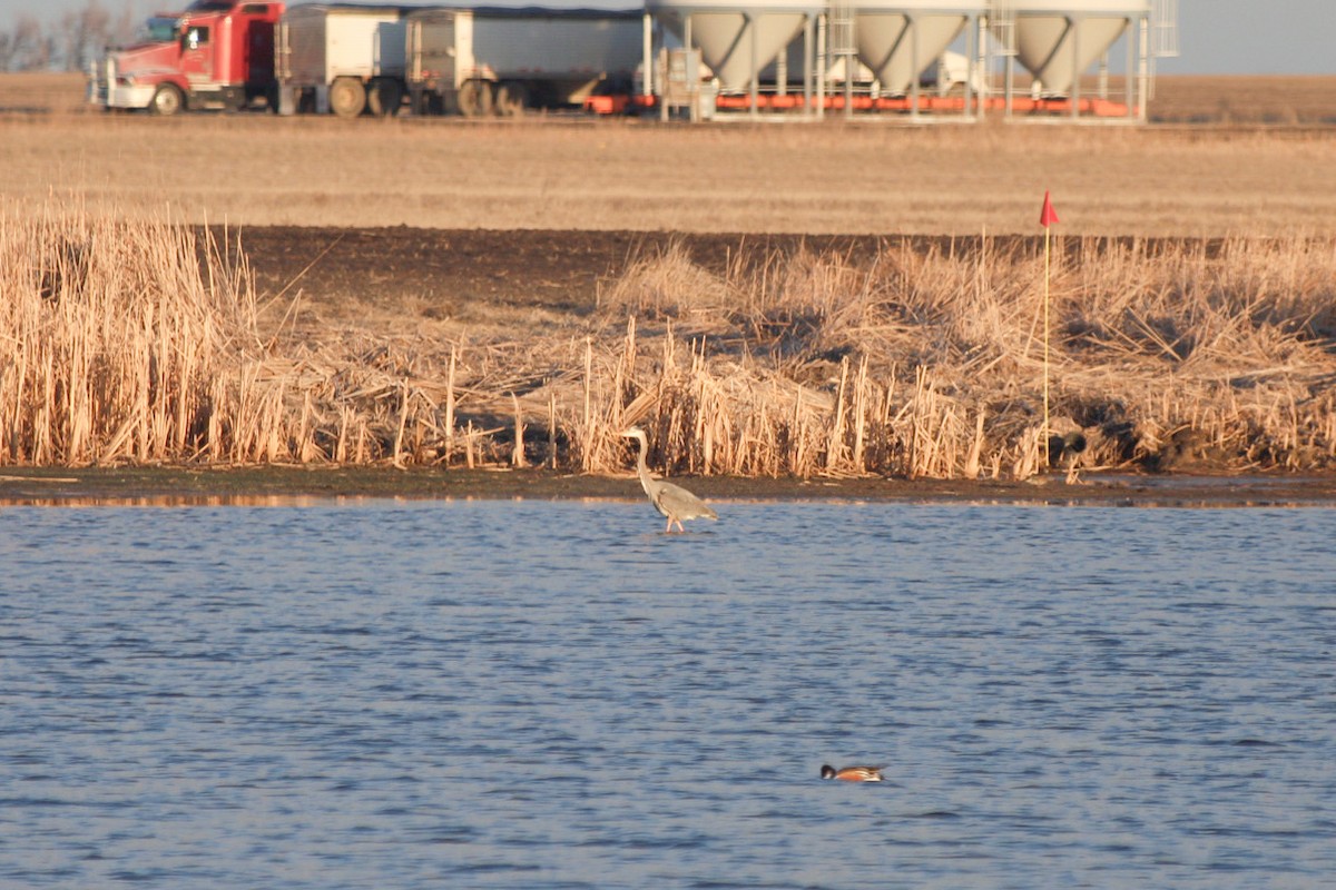 Great Blue Heron - ML617269703