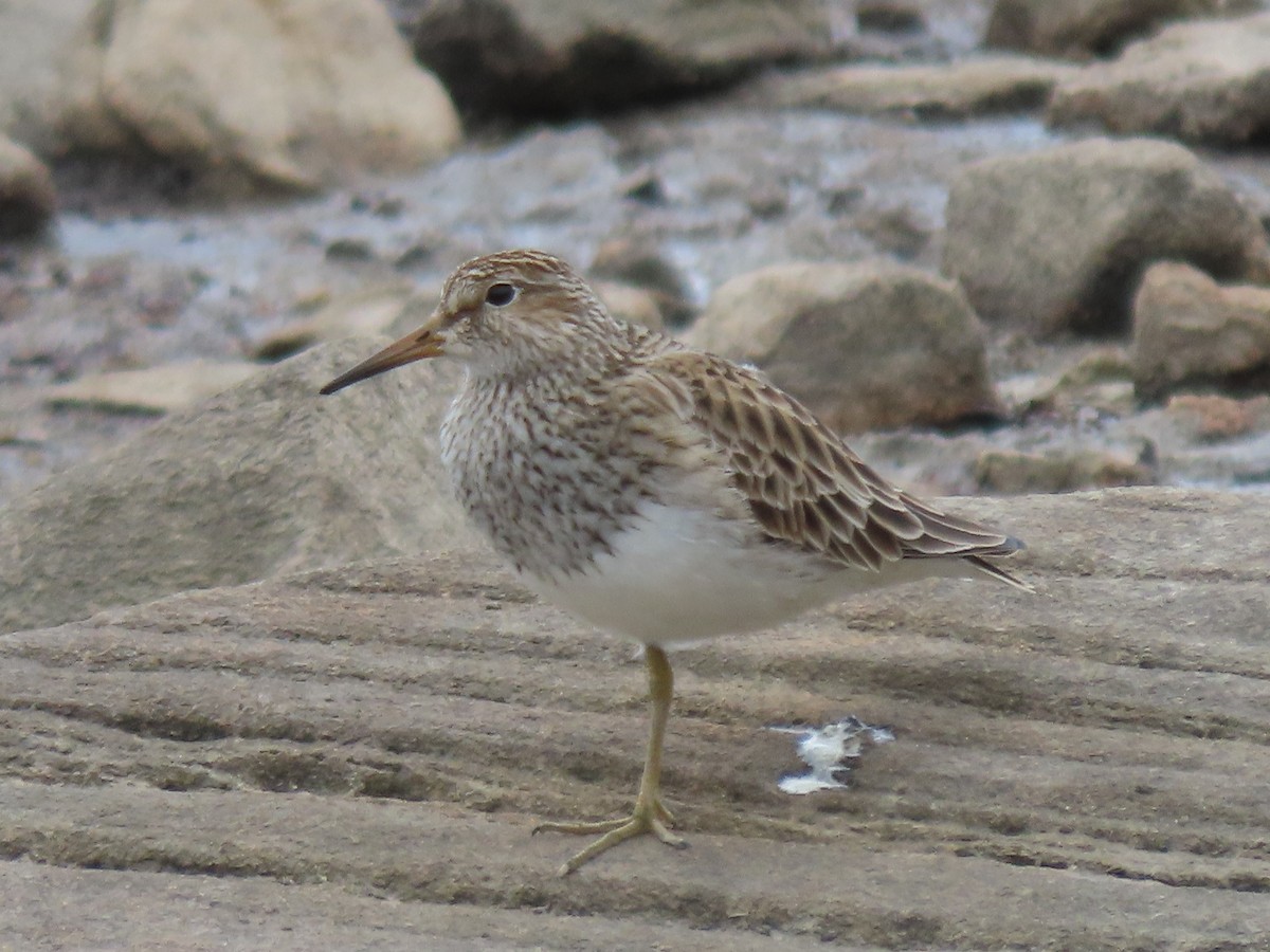 Pectoral Sandpiper - ML617269712