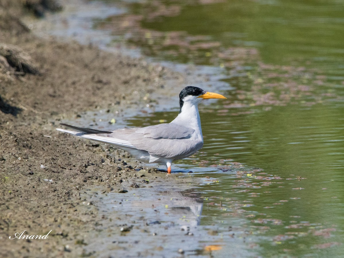 River Tern - ML617269719