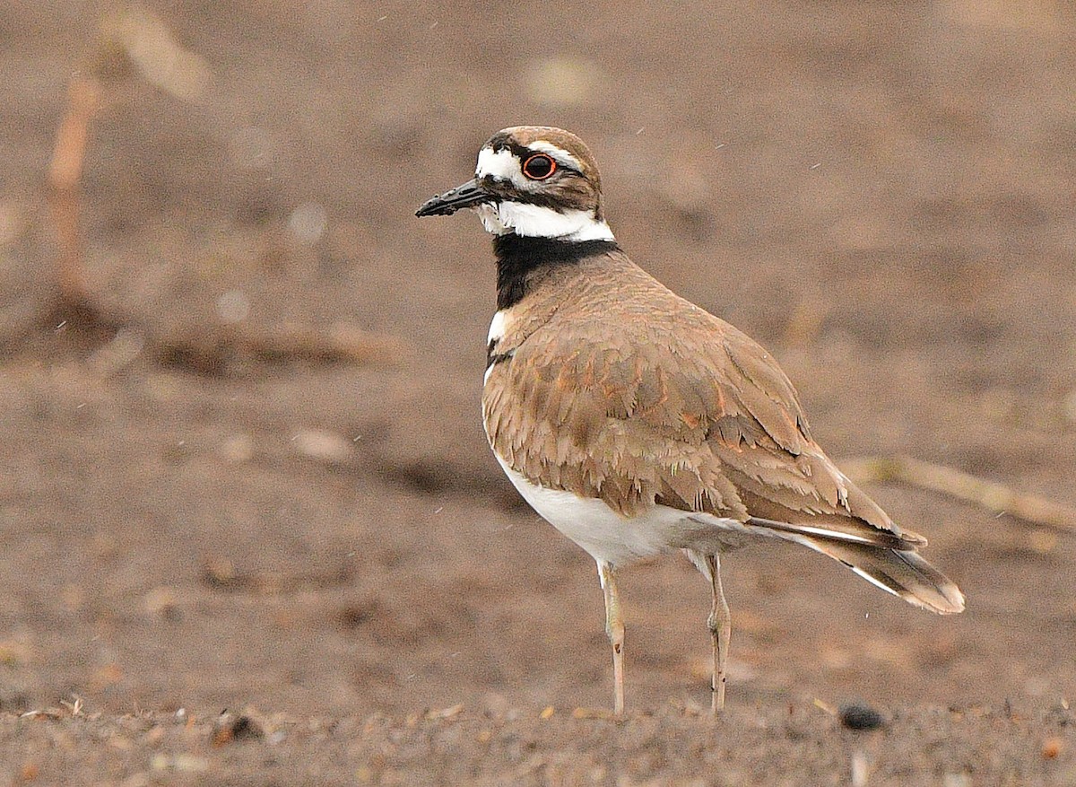 Killdeer - ML617269720