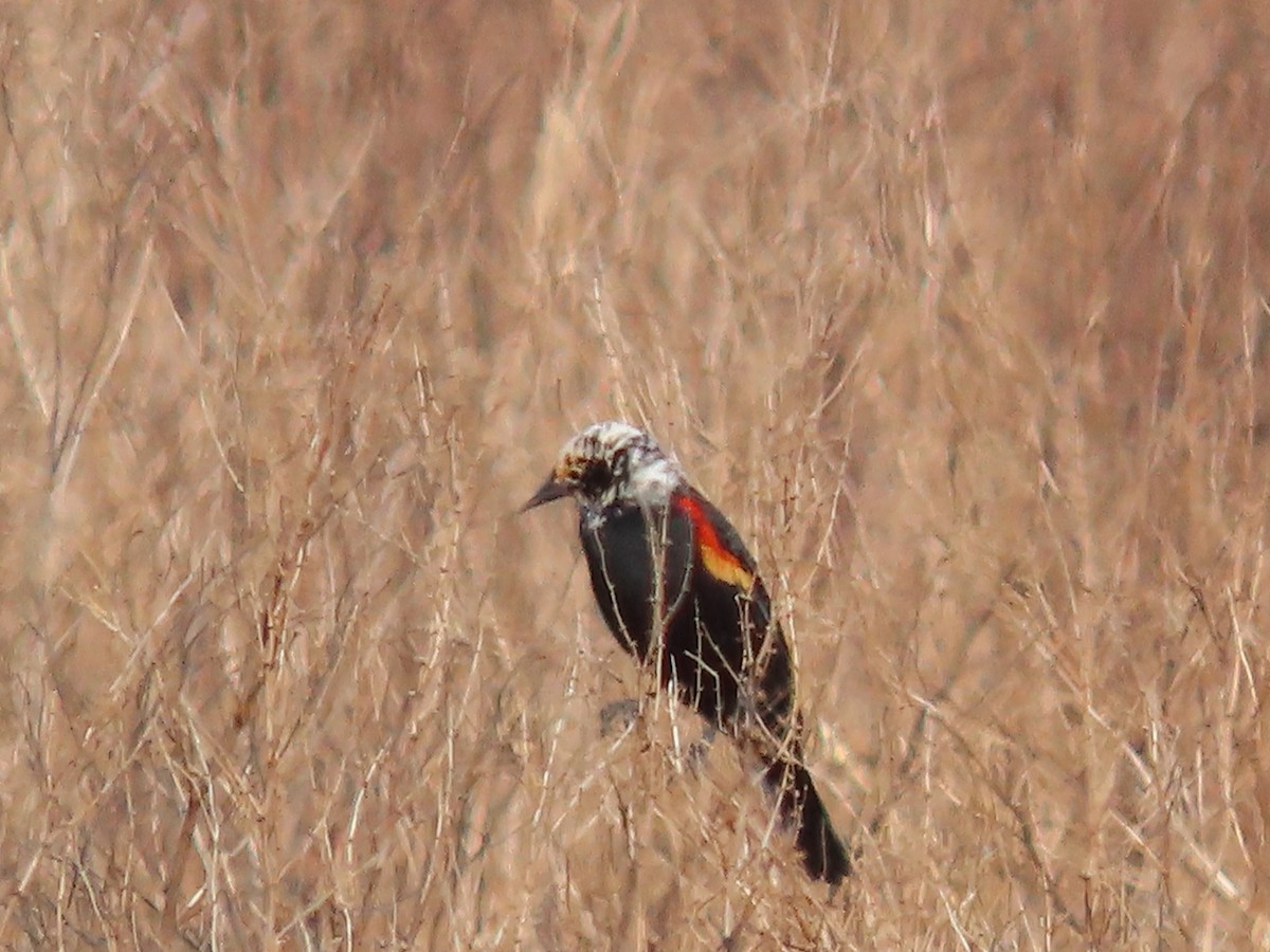 Red-winged Blackbird - Dick Zerger