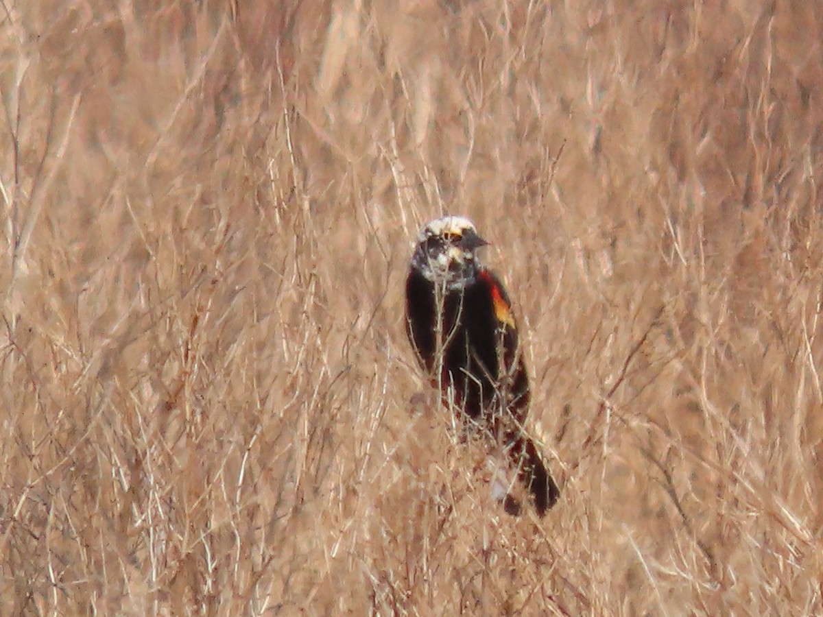 Red-winged Blackbird - Dick Zerger