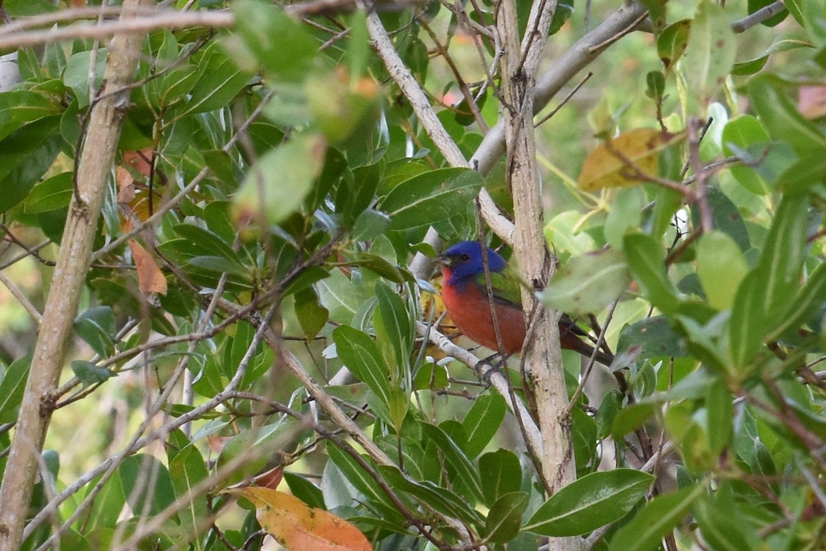 Painted Bunting - ML617269775