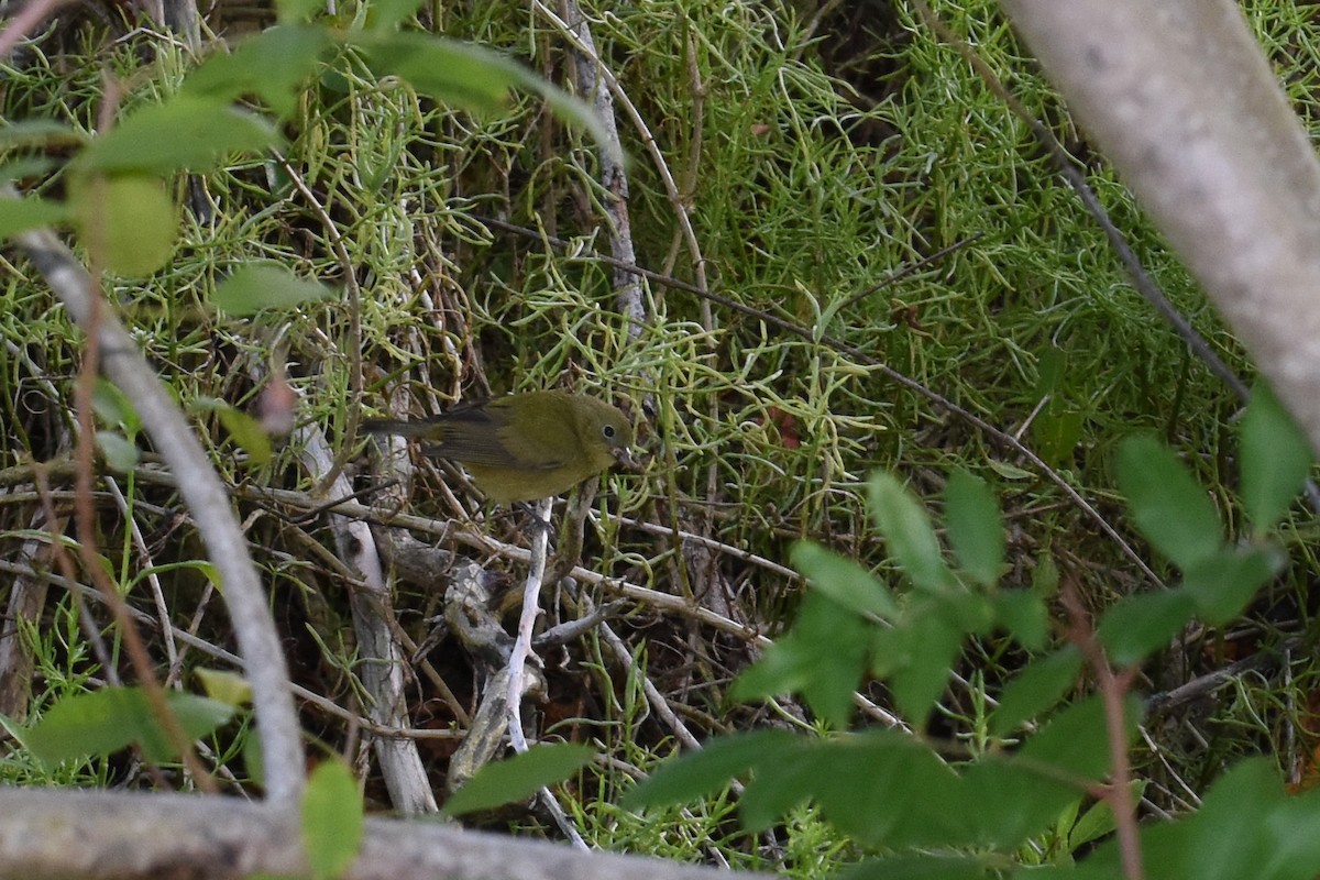 Painted Bunting - ML617269776