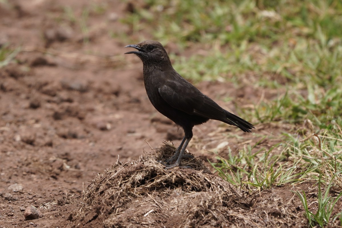 Northern Anteater-Chat - ML617269792