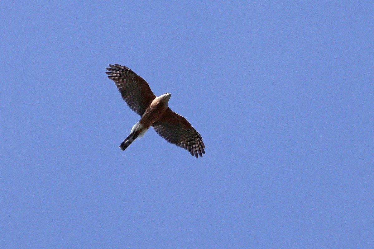 Cooper's Hawk - ML617269813