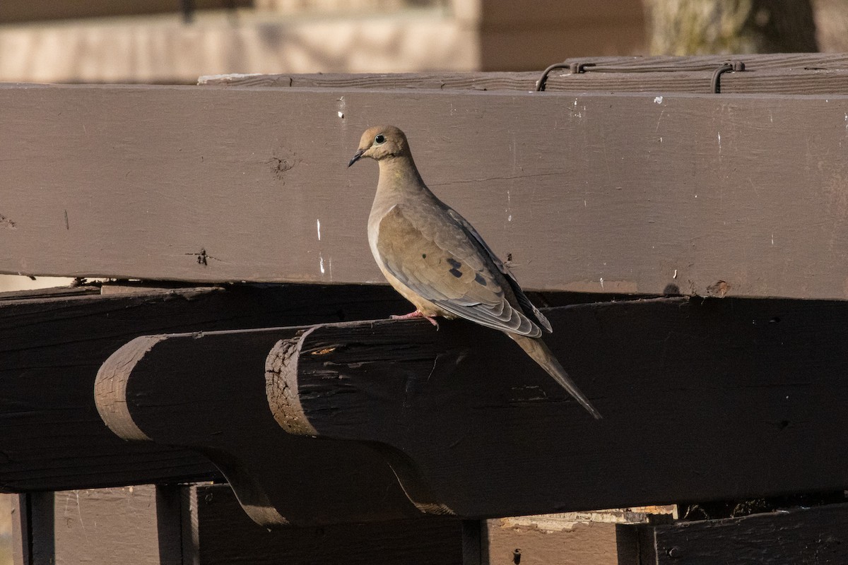 Mourning Dove - Ray Mielke