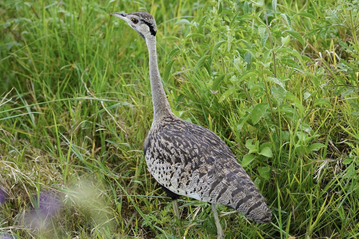 Black-bellied Bustard - Greg Hertler