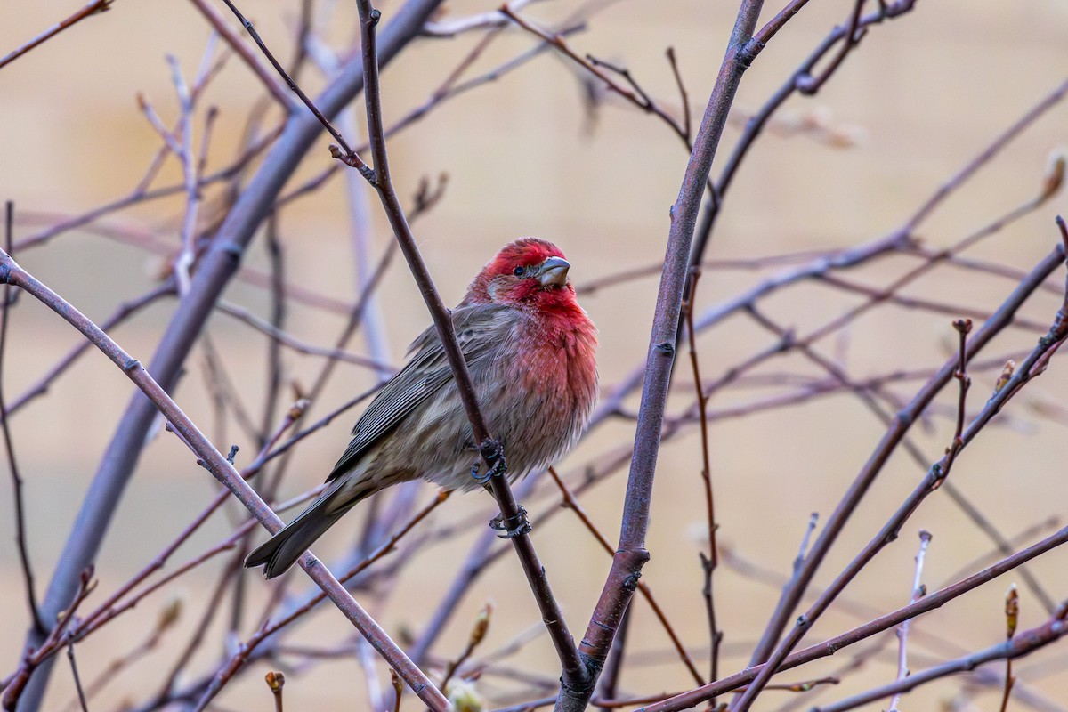 House Finch - Ray Mielke