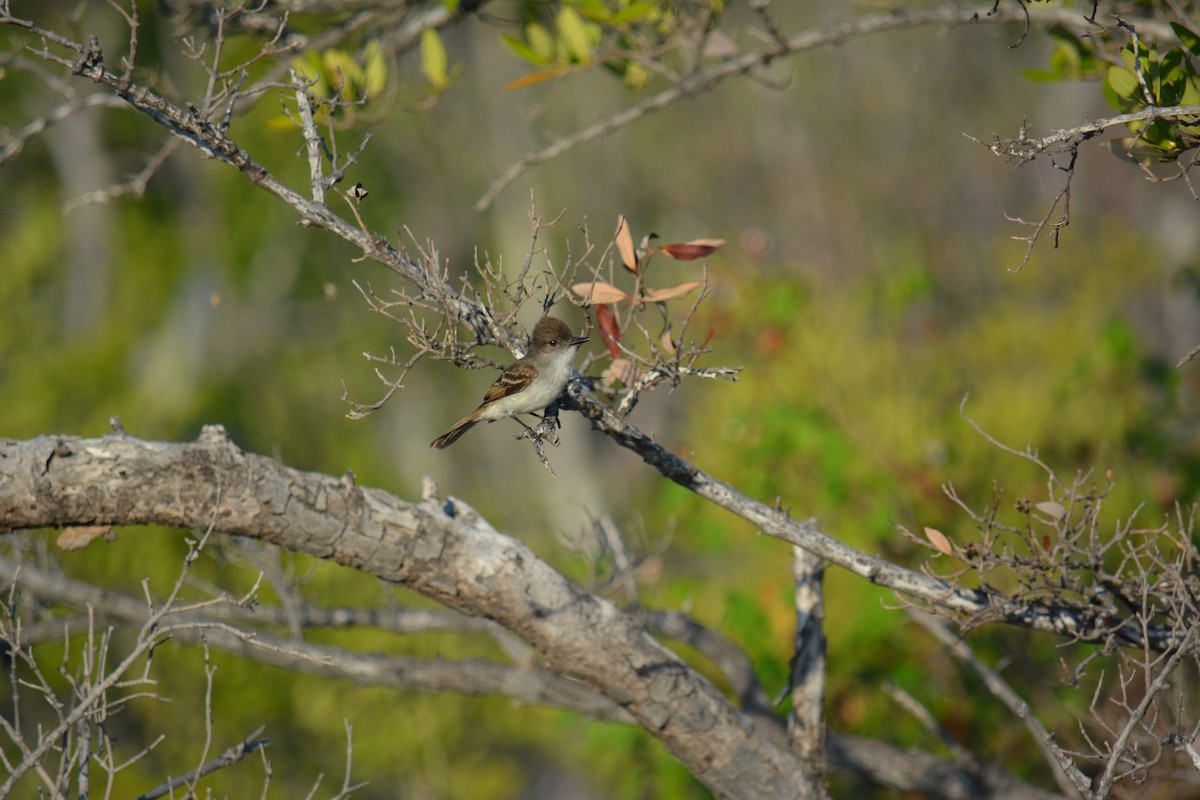 Puerto Rican Flycatcher - ML617269863