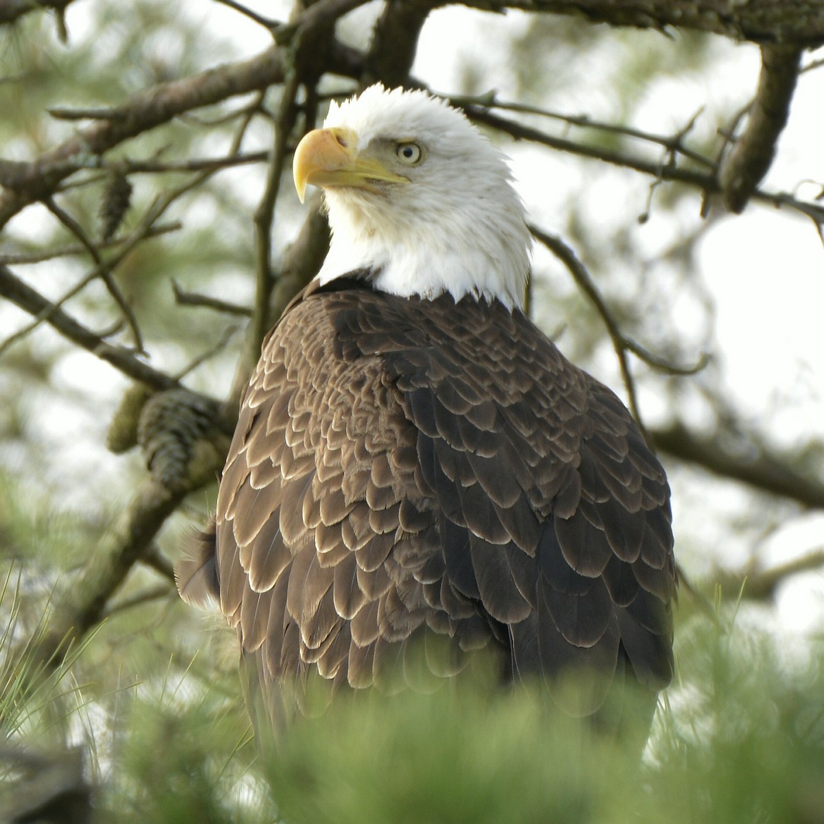 Bald Eagle - ML617269866