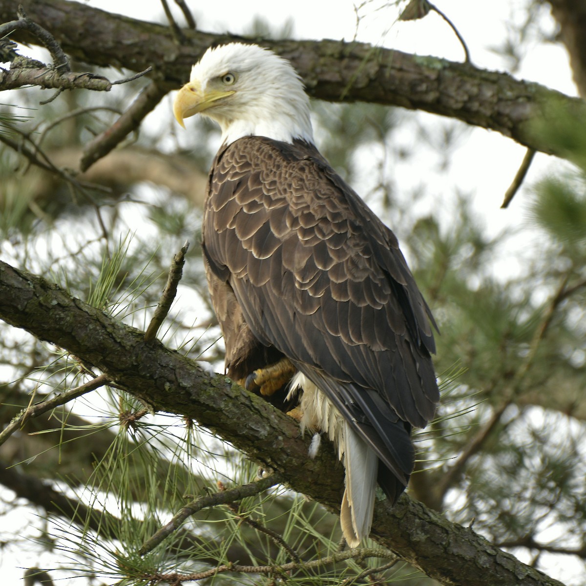 Bald Eagle - ML617269867