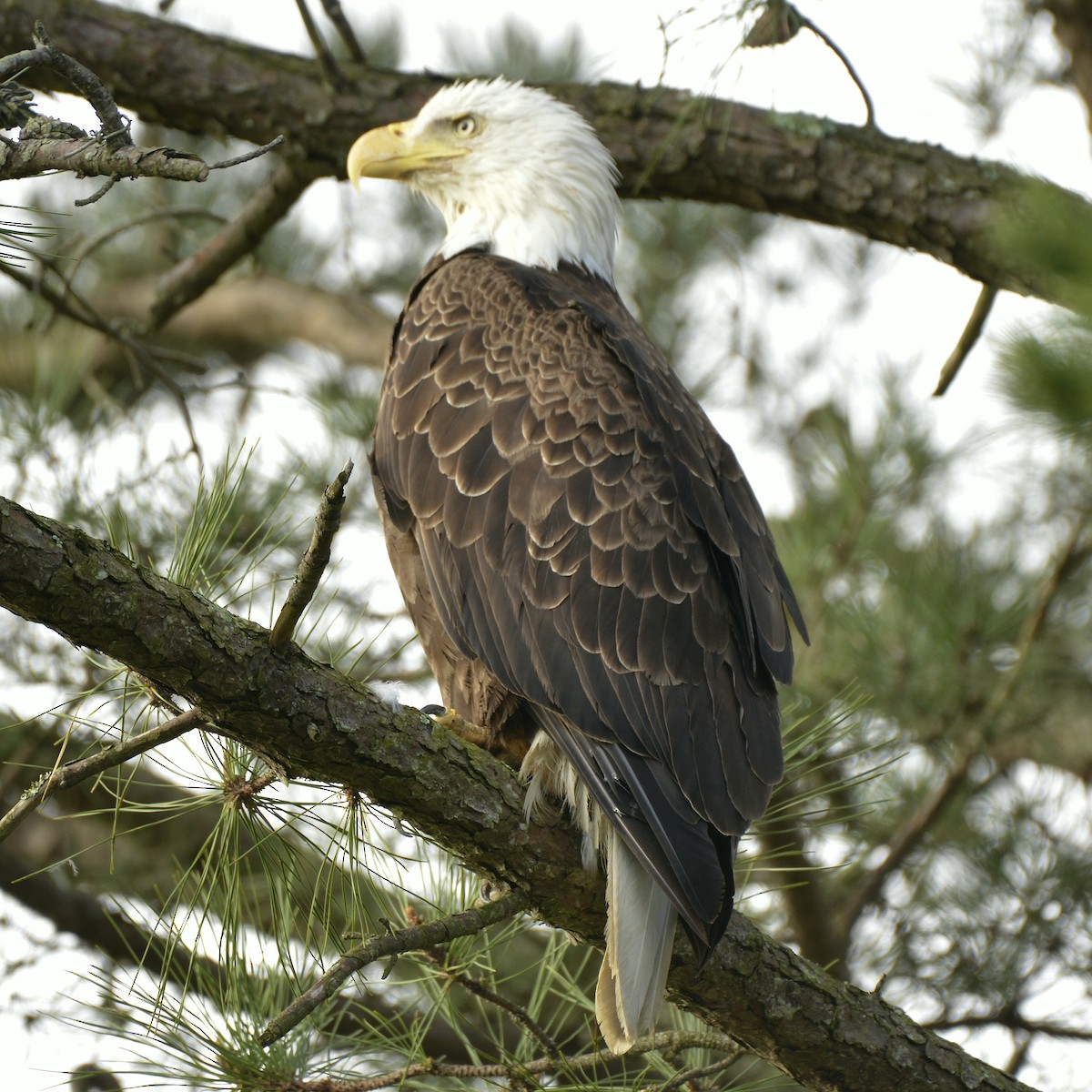 Bald Eagle - ML617269868