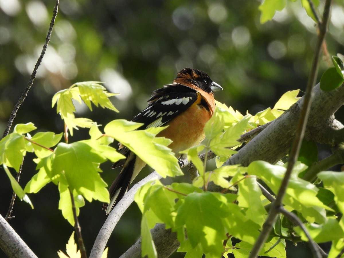 Black-headed Grosbeak - ML617269869