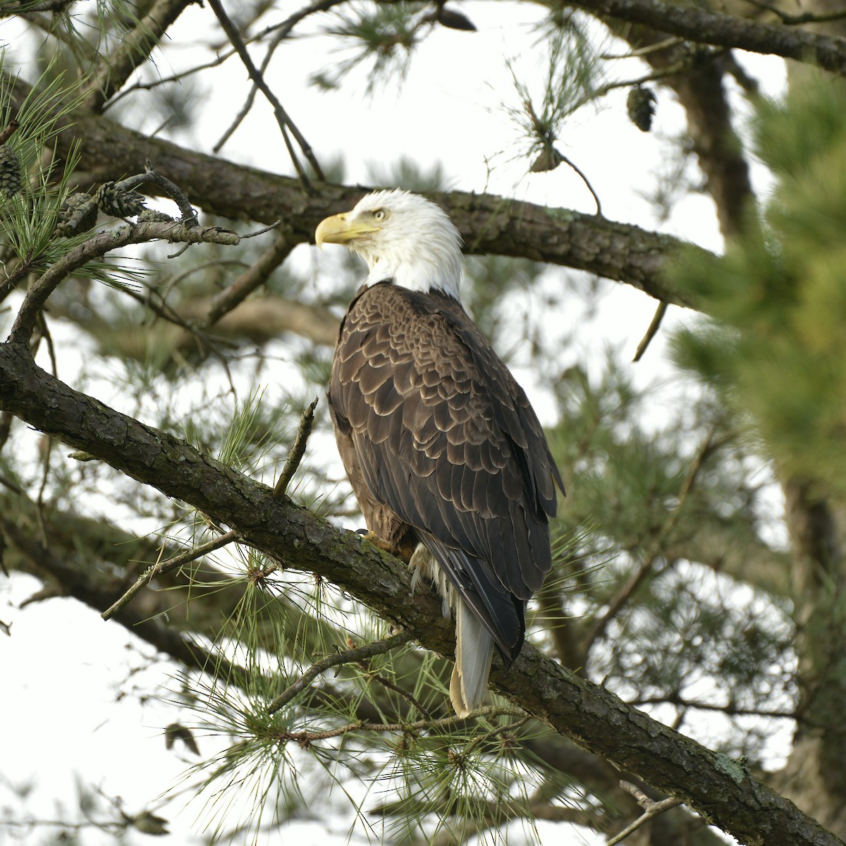 Bald Eagle - ML617269871