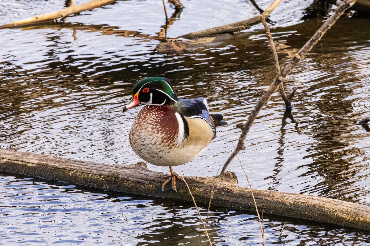 Wood Duck - Ray Mielke