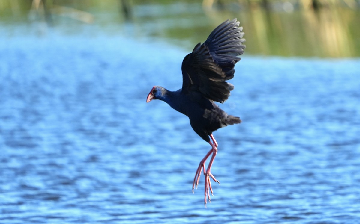 Western Swamphen - ML617269965