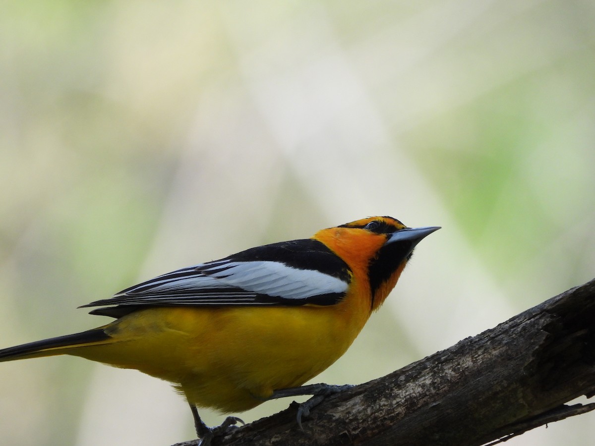 Bullock's Oriole - ML617269968