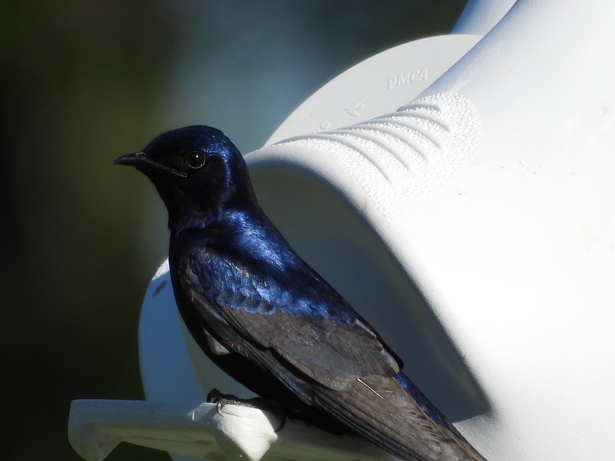 Purple Martin - ML617269992