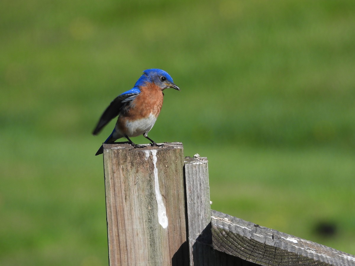 Eastern Bluebird - ML617270021