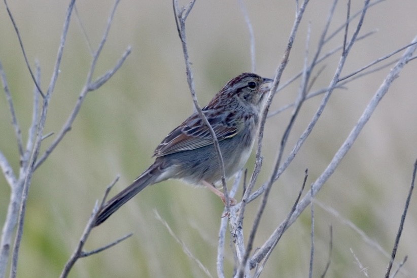 Bachman's Sparrow - ML617270087