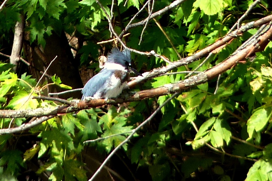 Belted Kingfisher - ML617270111