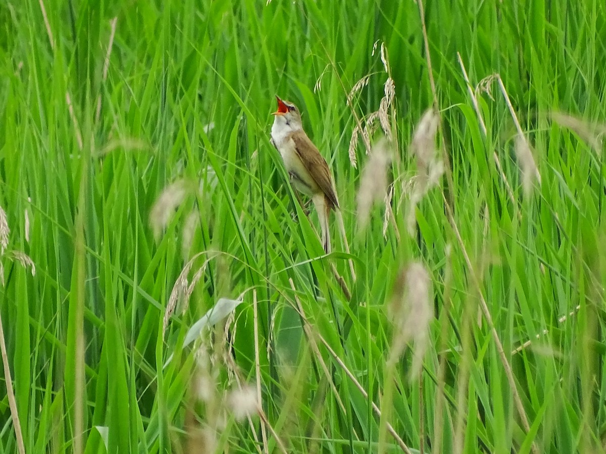Great Reed Warbler - Paul  Hickling