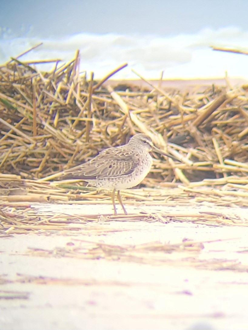 Short-billed Dowitcher - ML617270143