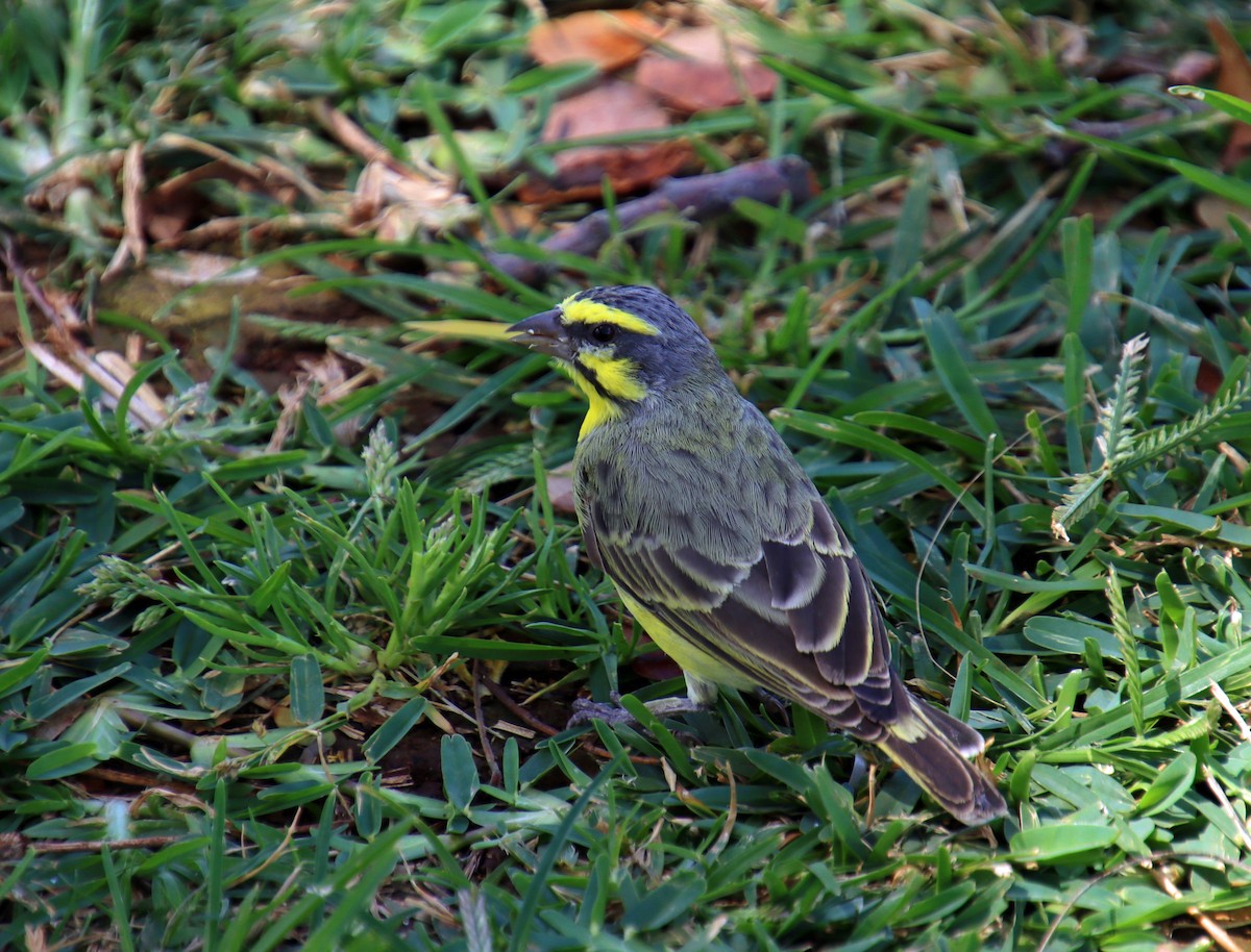 Yellow-fronted Canary - ML617270151