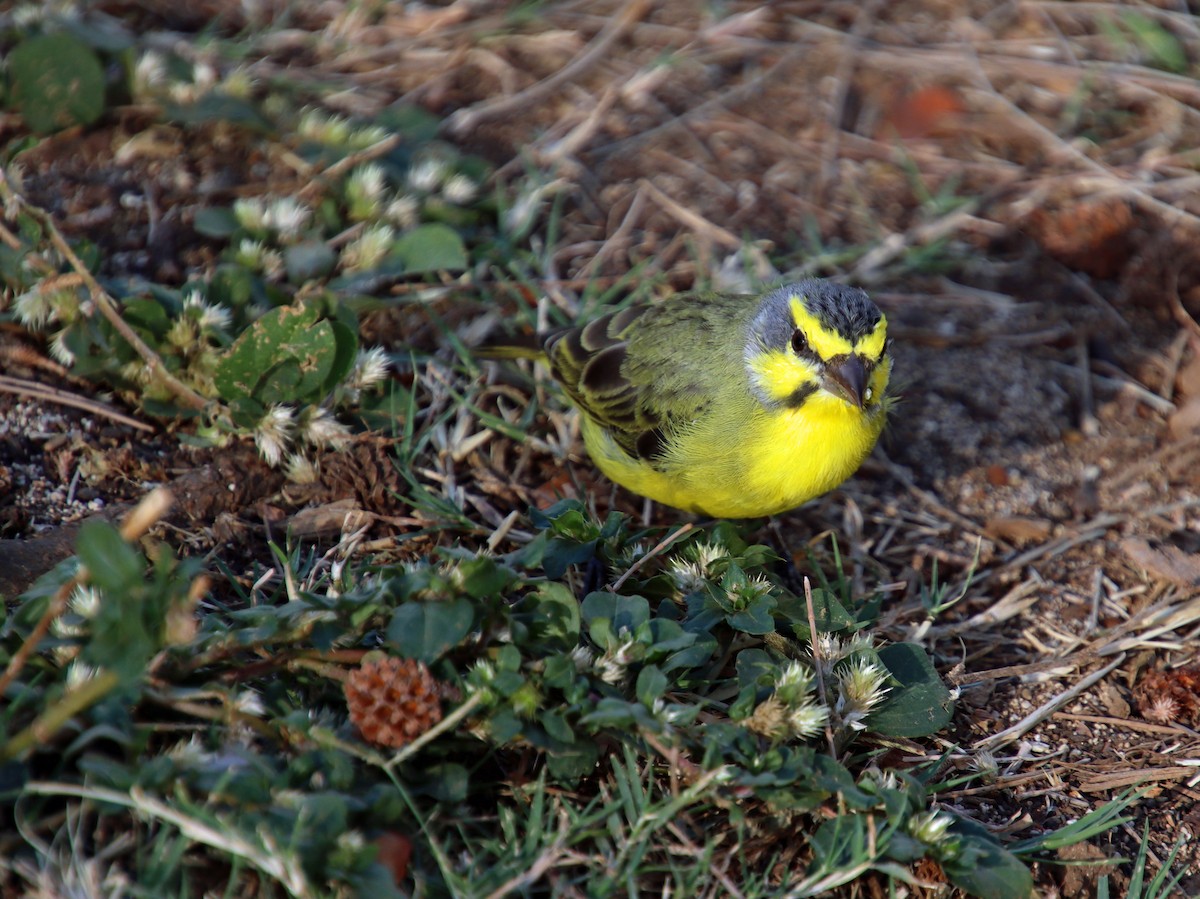 Yellow-fronted Canary - ML617270171