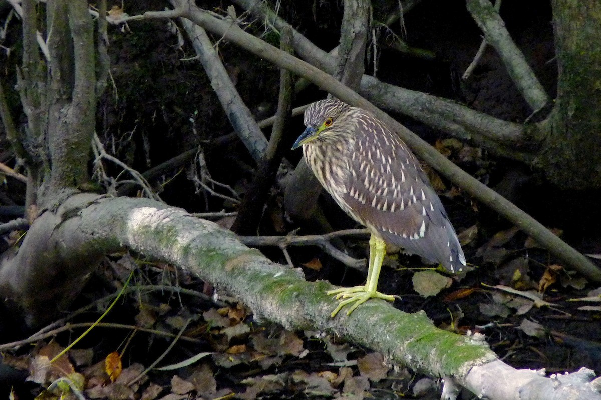 Black-crowned Night Heron - ML617270220