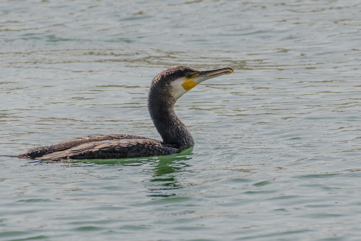 Great Cormorant - ali hajiabadi