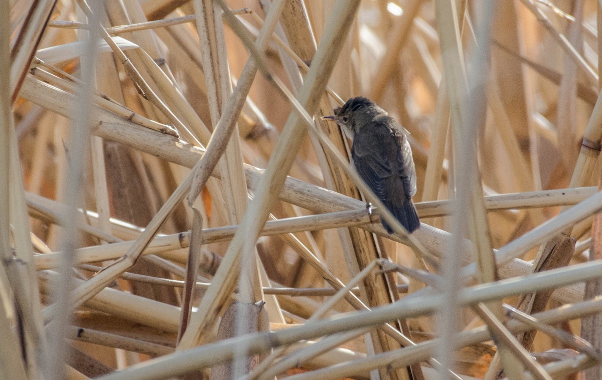 Common Reed Warbler - ali hajiabadi