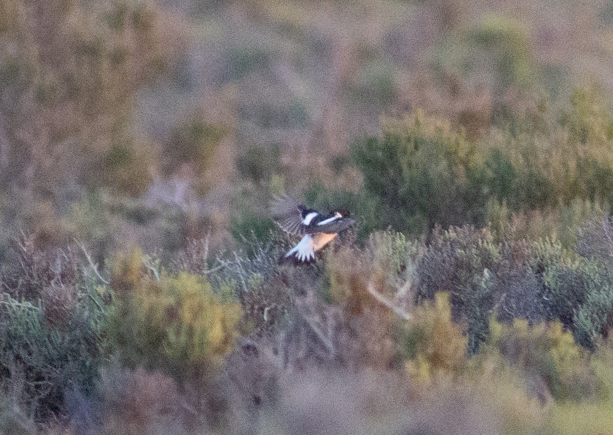 Siberian Stonechat (Caspian) - ML617270307