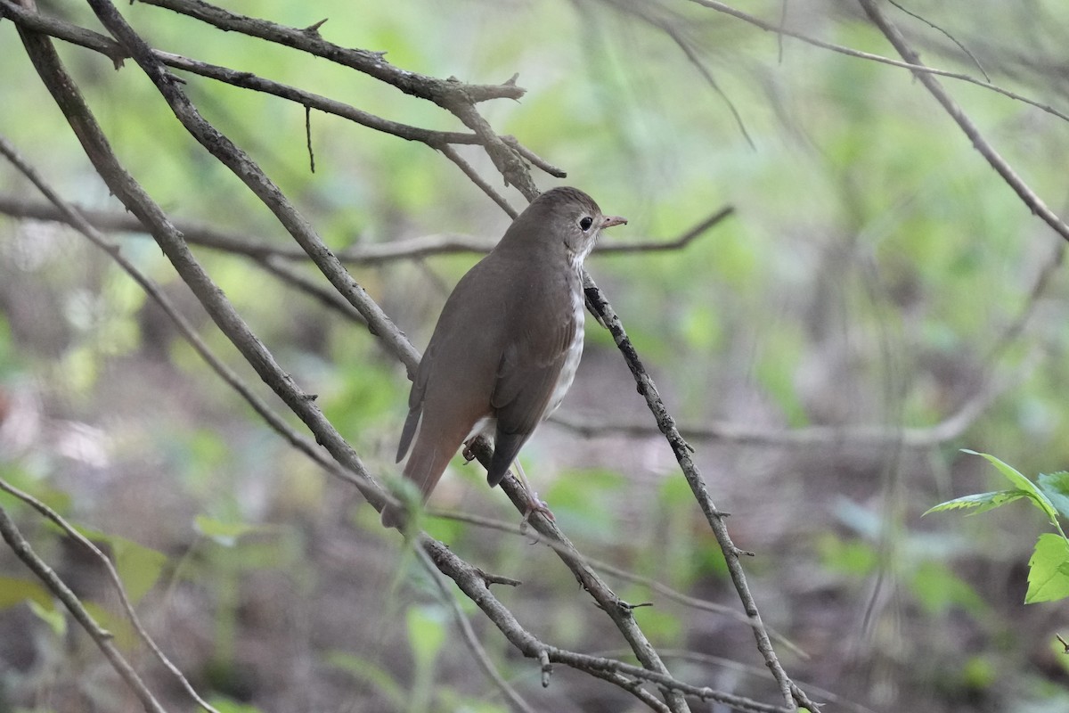 Hermit Thrush - ML617270309