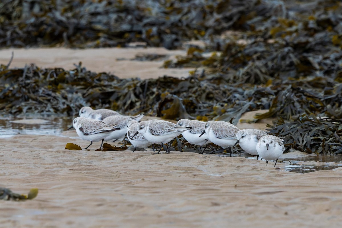 Sanderling - James Tomasek