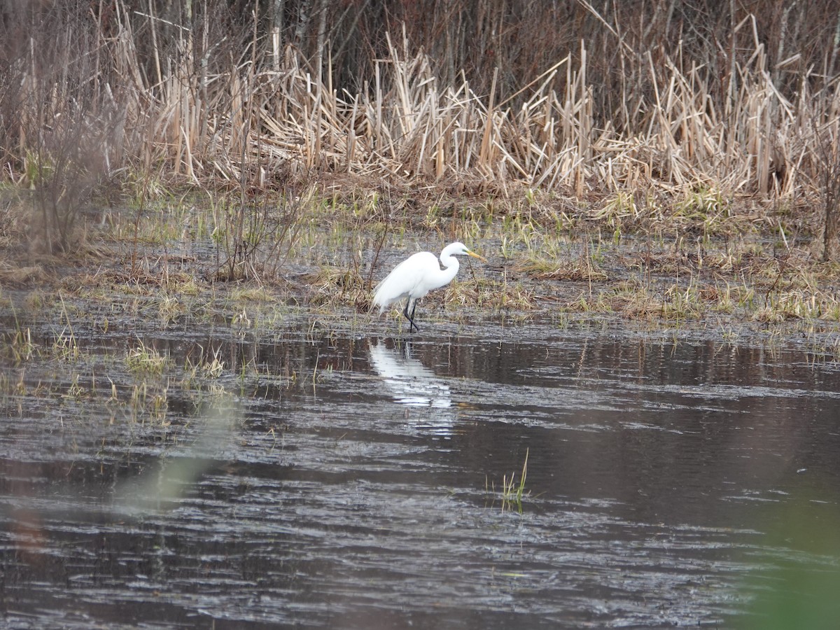 Great Egret - ML617270321