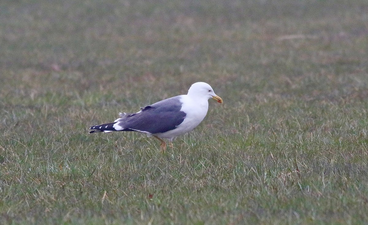 Lesser Black-backed Gull - ML617270323