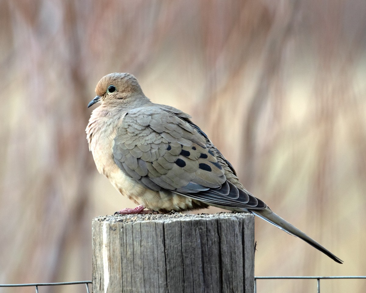 Mourning Dove - Don Marsh