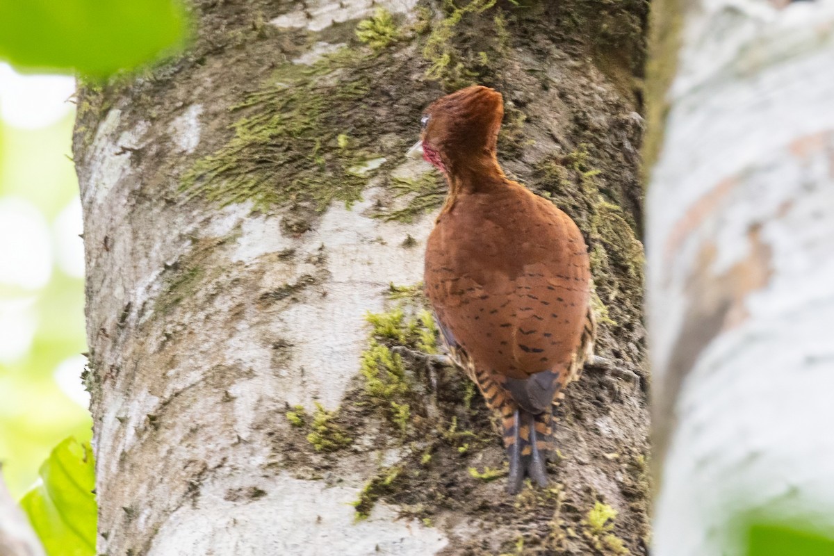 Cinnamon Woodpecker - Sandy & Bob Sipe