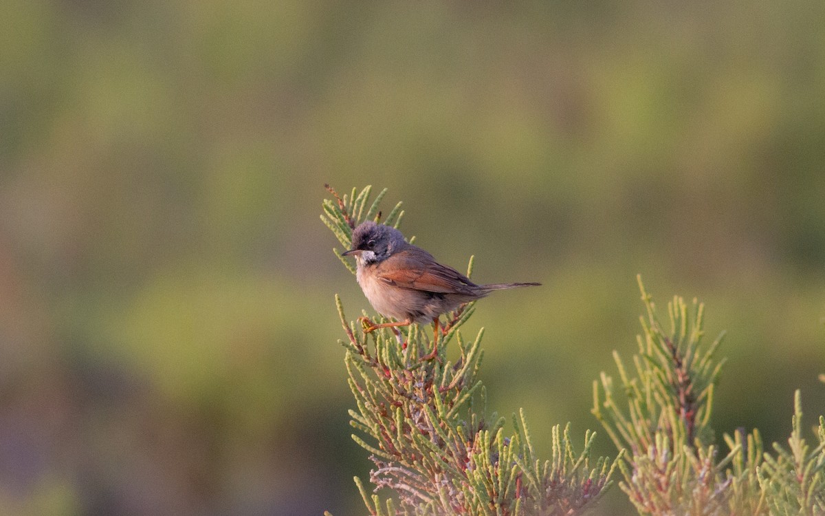 Spectacled Warbler - ML617270379