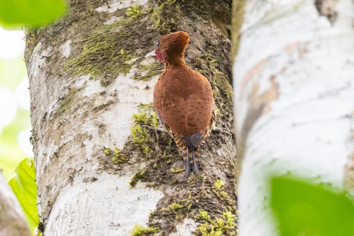 Cinnamon Woodpecker - Sandy & Bob Sipe